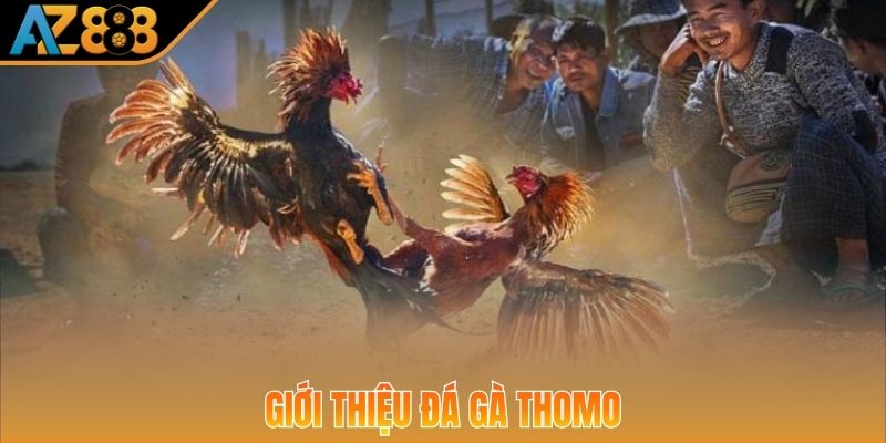 Siêu phẩm đá gà Thomo mang đến các trận đấu đỉnh cao